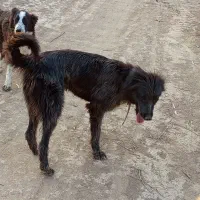 سگ  ملو|حیوانات|شوش, |دیوار