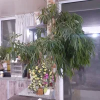 گل آپارتمانی|گل و گیاه طبیعی|خمینی‌شهر, |دیوار