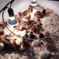 تخم مرغ نطفه دار|حیوانات مزرعه|رشت, استقامت ۲|دیوار