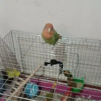 ۳عد طوطی برزیلی شیطون با قفس و لوازم