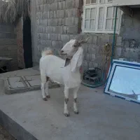 بز خوب برای فروش|حیوانات مزرعه|آبپخش, |دیوار