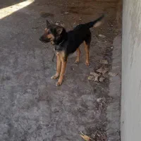 یک قلاده سگ نگهبان