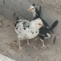 مرغ و خروس گلین