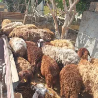 میش