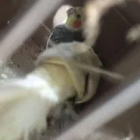 قناری مرغ عشق عروس هلندی فنچ|پرنده|خمینیشهر, |دیوار