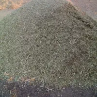 کنگر برای گاو و گوسفند
