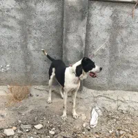 خراسانی افغانی سرابی|سگ|بروجرد, |دیوار