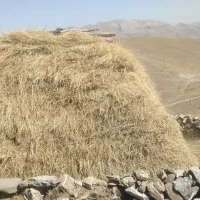 فروش علف