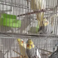 عروس هلندی