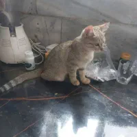 واگذاری دو گربه ماده|گربه|زنجان, |دیوار