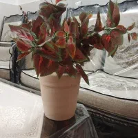 گل حسن یوسف