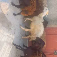 ۶راس شیشک ۴ تا میش جوان