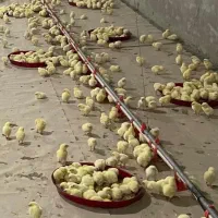 به یک کارگر جهت کار در مرغداری نیازمنیدم