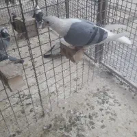 نره‌ دوکت‌ سبز‌ پلاکی