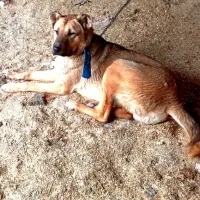 سراب|سگ|خرم‌آباد, |دیوار