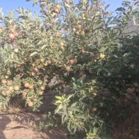 باغ شهری 2018متر دهنو قلندری