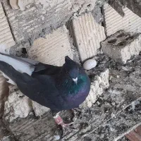 اشعل و...|پرنده|بندر ماهشهر, |دیوار