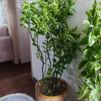 گل‌ طبیعی|گل و گیاه طبیعی|فلاورجان, |دیوار