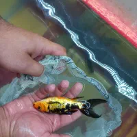 ماهی کوی سوپر باله چرم