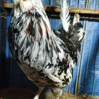 خروس گلین ۱ ساله