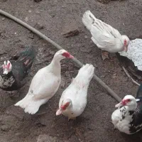 ۵ عدد اردک اسراییلی ماده سالم و سرحال