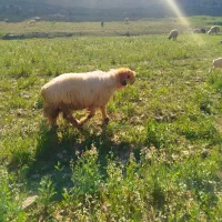 نرمیش بختیاری