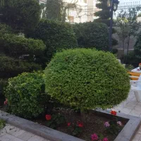 کلیه خدمات باغی وباغچه ای و علف تراشی|خدمات باغبانی و درختکاری|خرم‌آباد (تنکابن), |دیوار