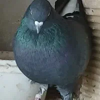 یه جفت نرو ماده خوب و بدرد بخور