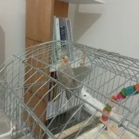 فروش یا معاوضه عروس هلندی