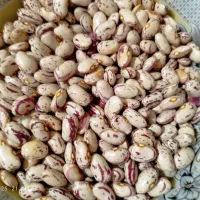 لوبیا چیتی تازه|خوردنی و آشامیدنی|صومای برادوست, |دیوار