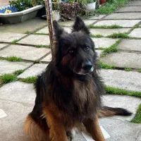 ژرمن شولاین|سگ|رشت, شهرک صبا|دیوار