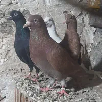 کبوتر کفتر خارجی انگلیسی ایرلندی رستاخیز|پرنده|تهران, شهید رجایی|دیوار