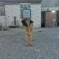 سگ عراقی پژدر