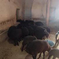 بره نر و ماده|حیوانات مزرعه|زنجان, |دیوار