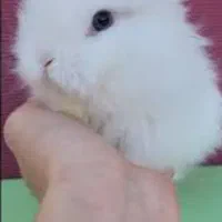 خرگوش