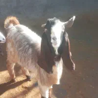 گوسفند|حیوانات مزرعه|ازنا, |دیوار