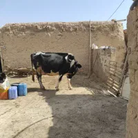 گاو و گوساله|حیوانات مزرعه|ماهنشان, |دیوار