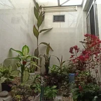 گل‌های طبیعی و زیبا