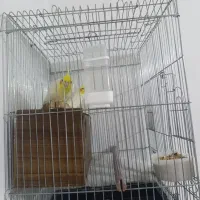 یک جفت عروس به شرط تخم وجوجه