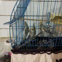 عروس هلندی|پرنده|جوادآباد, |دیوار