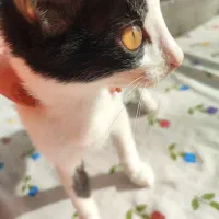 واگذاری|گربه|رشت, منظریه|دیوار