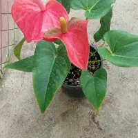 گل آنتریوم زیبا