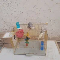کفتر