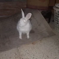 خرگوش کامل سفید