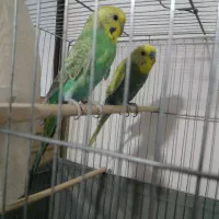 مرغ عشق|پرنده|بوئین زهرا, |دیوار