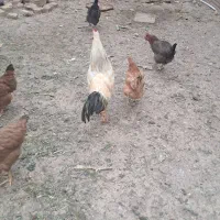 خروس|حیوانات مزرعه|تربت جام, شهید نصرالهی|دیوار