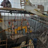 فروش عروس هلندی