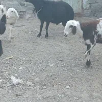 قوچ قره قزل هتروفروشی به شرط دوقلو|حیوانات مزرعه|خنداب, |دیوار