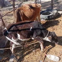 گوساله ماده با گاو|حیوانات مزرعه|جیرفت, |دیوار