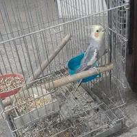 عروس هلندی نرو ماده|پرنده|اصفهان, گلستان|دیوار